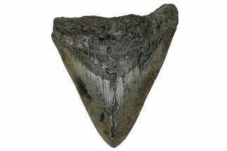 Fossil Megalodon Tooth - South Carolina #356855