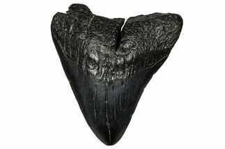 Fossil Megalodon Tooth - South Carolina #356856