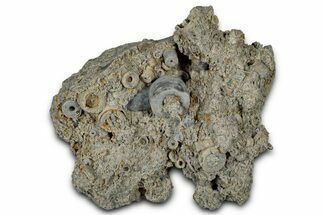 Mississippian Fossil Crinoid Stem Cluster - Kentucky #358737