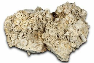 Echinoderm Fossils For Sale