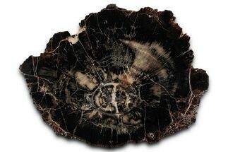 Polished Triassic Petrified Wood (Araucarioxylon) Round - Utah #358813