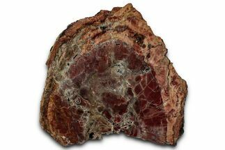 Polished Petrified Wood (Araucarioxylon) - Arizona #358839