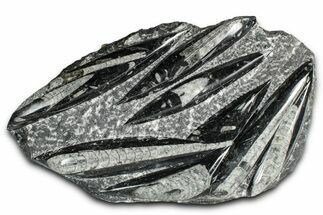 Polished Fossil Orthoceras (Cephalopod) Plate - Morocco #352973