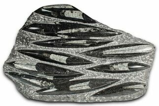 Polished Fossil Orthoceras (Cephalopod) Plate - Morocco #352974