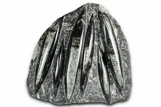 Polished Fossil Orthoceras (Cephalopod) Plate - Morocco #352976