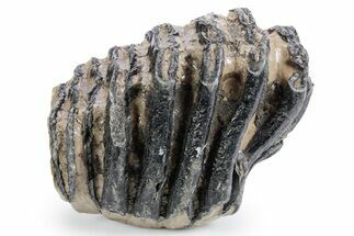 Partial Southern Mammoth Molar - Hungary #358320