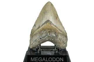 Fossil Megalodon Tooth - North Carolina #358905