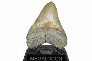 Fossil Shark Teeth For Sale