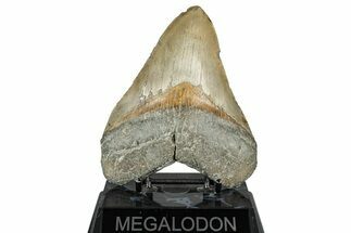 Fossil Megalodon Tooth - North Carolina #358923