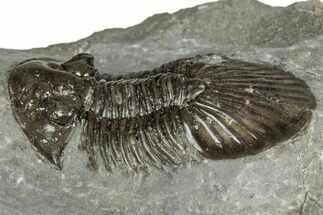 Detailed Scabriscutellum Trilobite - Morocco #359137