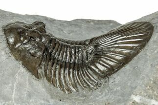 Detailed Scabriscutellum Trilobite - Morocco #359140