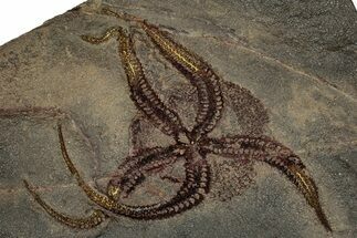 Detailed Ordovician Brittle Star (Ophiura) - Morocco #359143