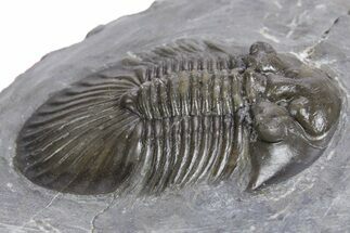 Detailed Scabriscutellum Trilobite - Morocco #359157