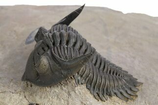 Chocolate-Brown Metacanthina Trilobite - Lghaft, Morocco #359158