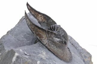 Gorgeous Scotoharpes Trilobite - Boudib, Morocco #359167