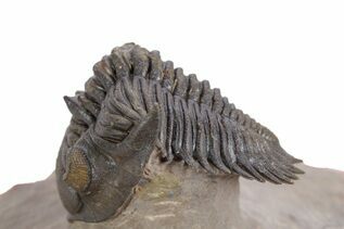 Premium Specimens For Sale