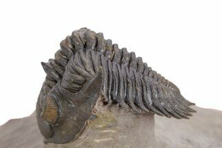 Flying Metacanthina Trilobite - Lghaft, Morocco #359168