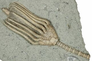 Fossil Crinoid (Macrocrinus) - Crawfordsville, Indiana #359195