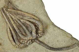 Fossil Crinoid (Agaricocrinus) - Crawfordsville, Indiana #359199