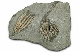 Echinoderm Fossils For Sale