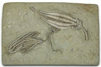 Fossil Crinoid Plate (Four Species) - Crawfordsville, Indiana #359223