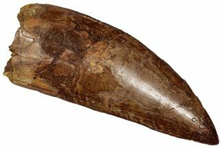 Serrated Carcharodontosaurus Tooth - Giant Dinosaur Tooth #359350