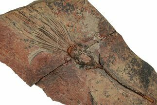 Unidentified Eocrinoid Fossil With Pos/Neg - Fezouata Formation #359408