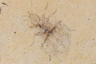 French Fossil Insect Lot - Boxed & Inventory - Pieces #359493