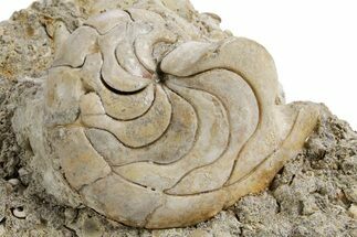 Fossil Nautilus (Aturia) - Boujdour, Morocco #359380