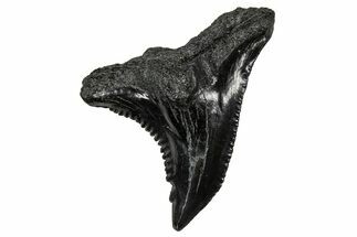 Large, Snaggletooth Shark (Hemipristis) Tooth - South Carolina #359083