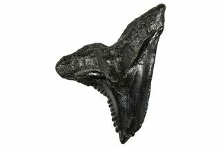 Snaggletooth Shark (Hemipristis) Tooth - South Carolina #359084