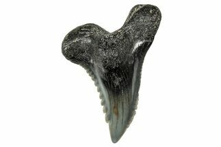 Snaggletooth Shark (Hemipristis) Tooth - South Carolina #359092