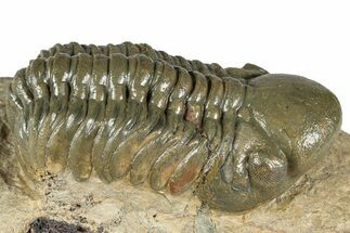 Detailed Reedops Trilobite - Atchana, Morocco #359490