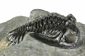 Detailed Hollardops Trilobite Fossil - Excellent Eyes #359504