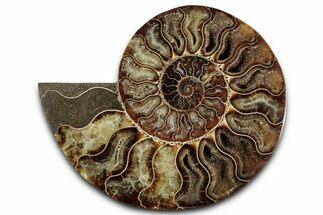 Cut & Polished Ammonite Fossil (Half) - Madagascar #359552