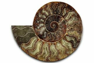 Cut & Polished Ammonite Fossil (Half) - Madagascar #359554