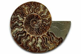 Cut & Polished Ammonite Fossil (Half) - Madagascar #359557