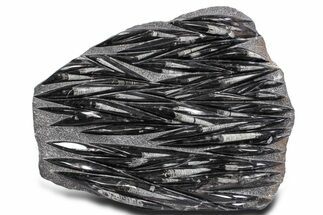 Polished Fossil Orthoceras (Cephalopod) Plate - Morocco #359692