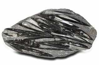 Buy Belemnites & Straight Cephalopods