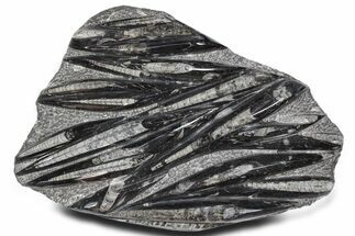 Polished Fossil Orthoceras (Cephalopod) Plate - Morocco #359592