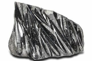 Polished Fossil Orthoceras (Cephalopod) Plate - Morocco #359585