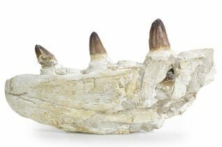 Reptile & Amphibian Fossils For Sale