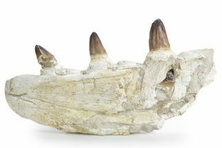 Mosasaur Jaw Section with Four Teeth - Morocco #359682