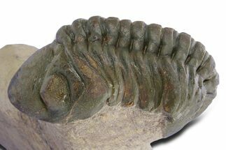 Detailed Reedops Trilobite - Atchana, Morocco #359177