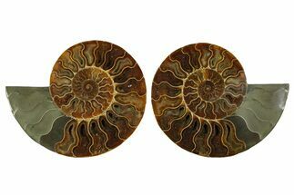 Large Cut & Polished Ammonite Fossil - Madagasar #359524