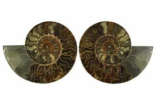 Large Cut & Polished Ammonite Fossil - Madagasar #359525