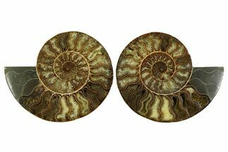 Large Cut & Polished Ammonite Fossil - Madagasar #359526