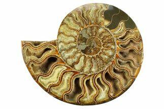 Cut & Polished Ammonite Fossil (Half) - Deep Crystal Pockets #359529