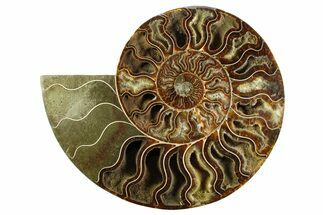 Cut & Polished Ammonite Fossil (Half) - Madagascar #359532