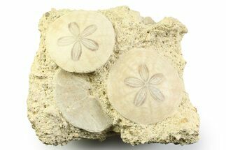 Three Fossil Sand Dollars (Scutella) - France #359690
